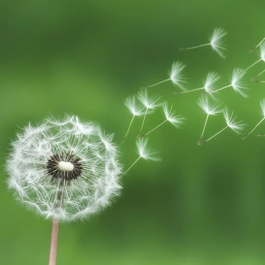 Dandelion Weeds