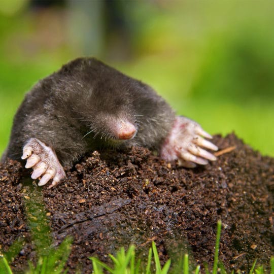 Protecting Your Lawn from Moles