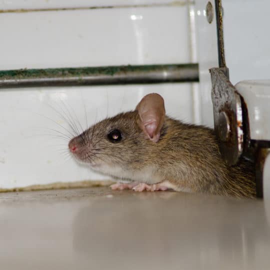 Rodent Entry Points