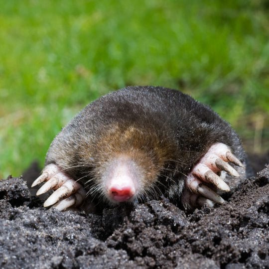 Best Methods of Mole Control