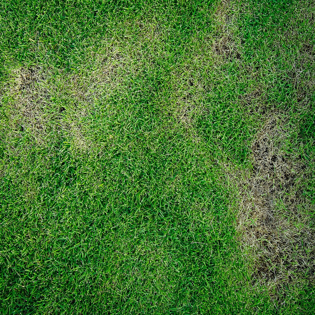Pythium Blight Cardinal Lawns