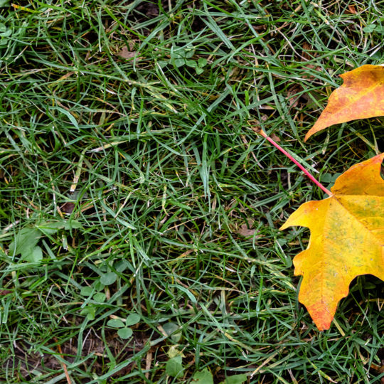 Red-yellow-leaves-grass