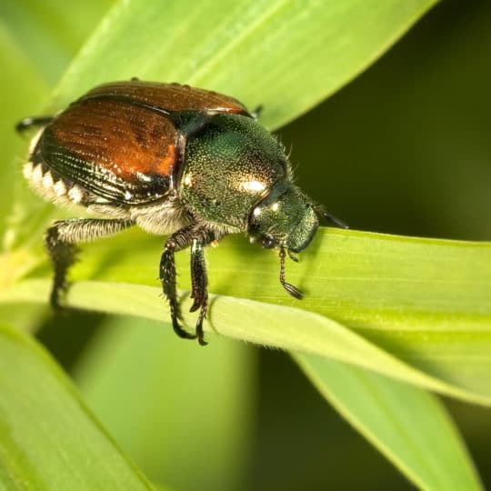 Telltale Signs of Japanese Beetles