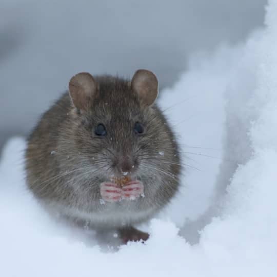 Winter Pest Control Tips