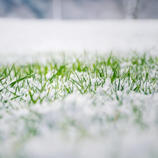 Signs of Snow Mold