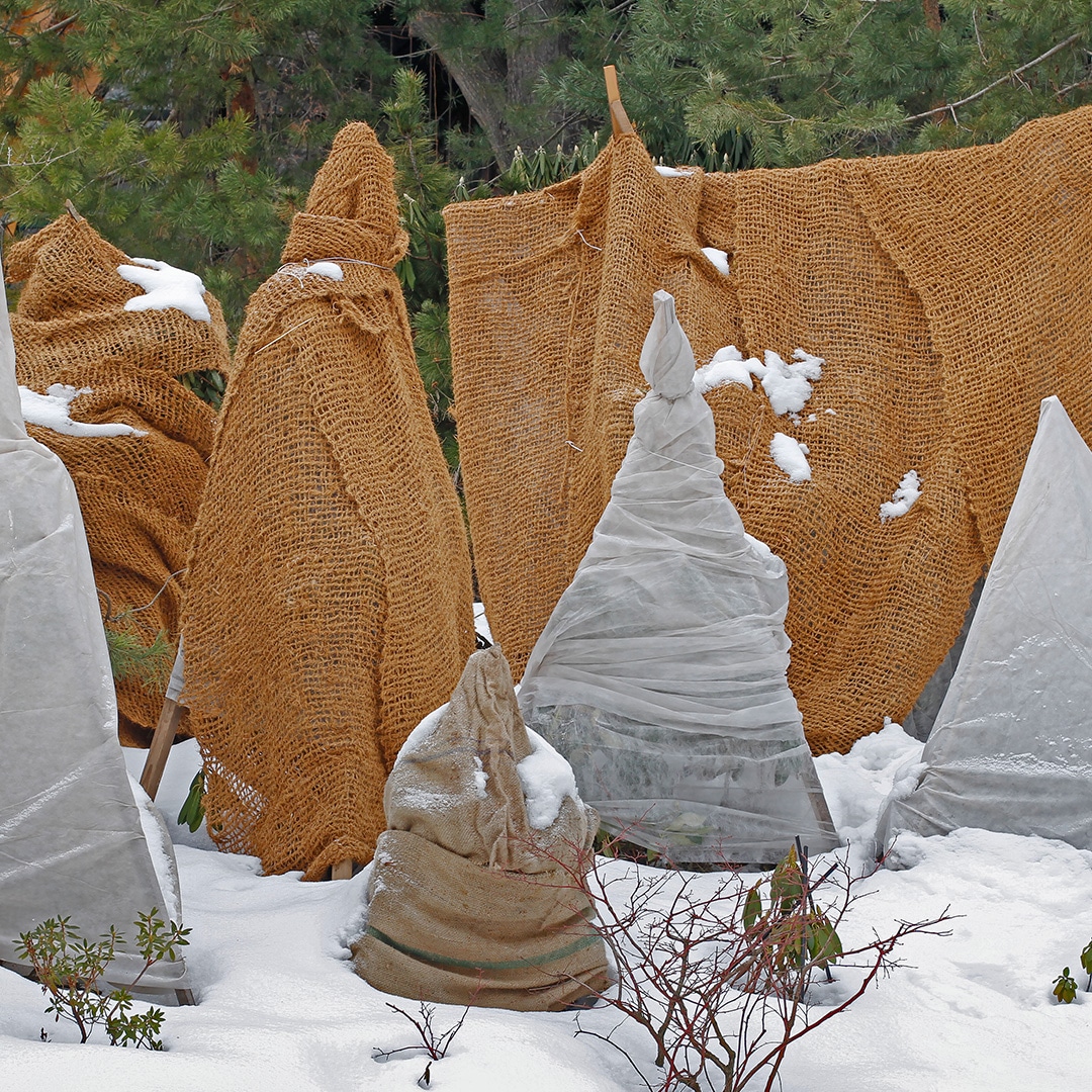 Protecting Your Trees Through Winter