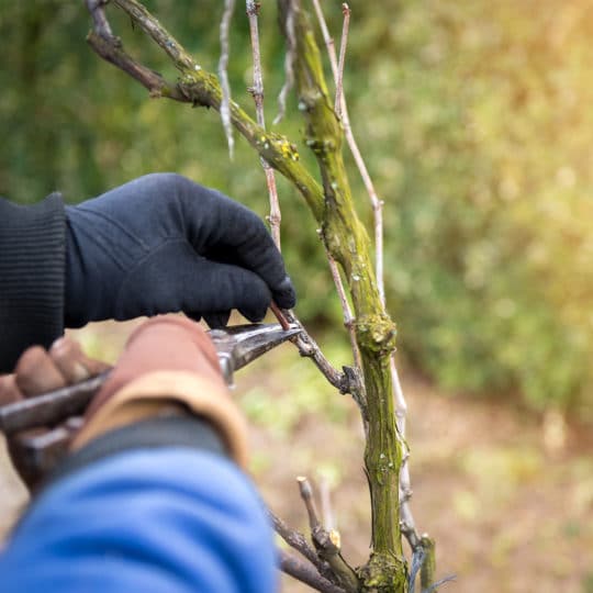 pruning