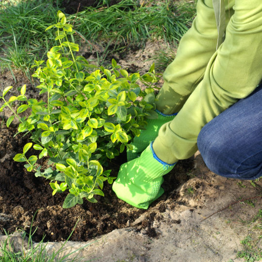 Best Place for Planting Shrubs