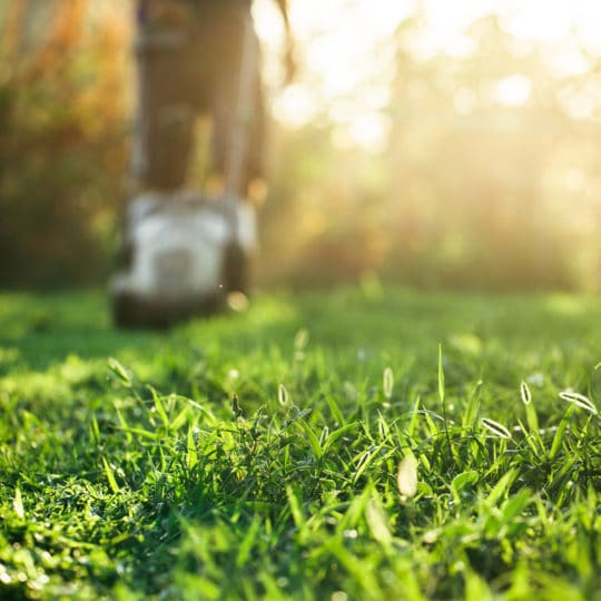 cutting-grass