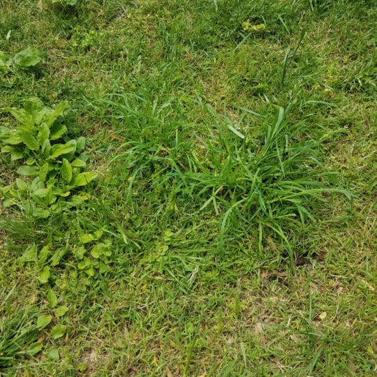 grass-weeds