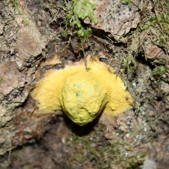 What is slime mold
