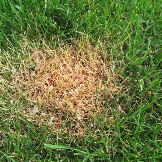 Signs of Billbugs in Your Lawn