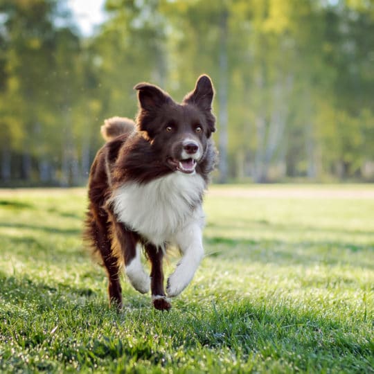 dog-on-lawn