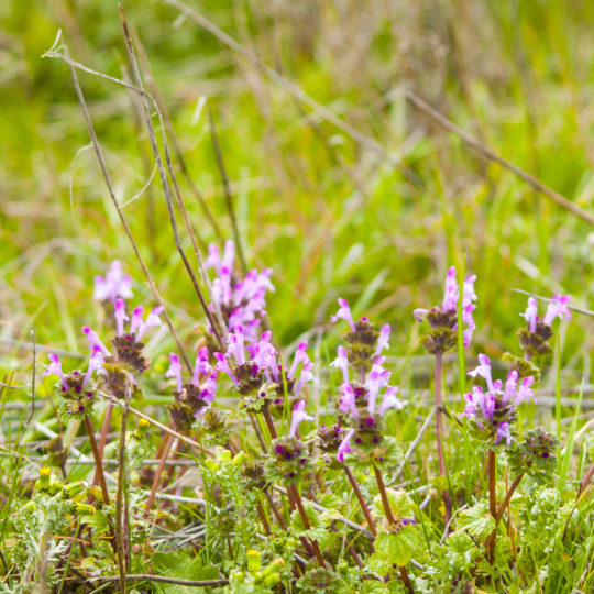 How to Treat and Control Henbit