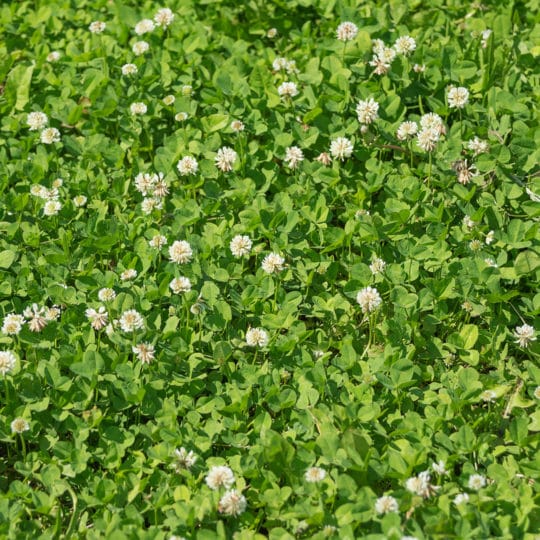 Benefits of Clover in Your Lawn