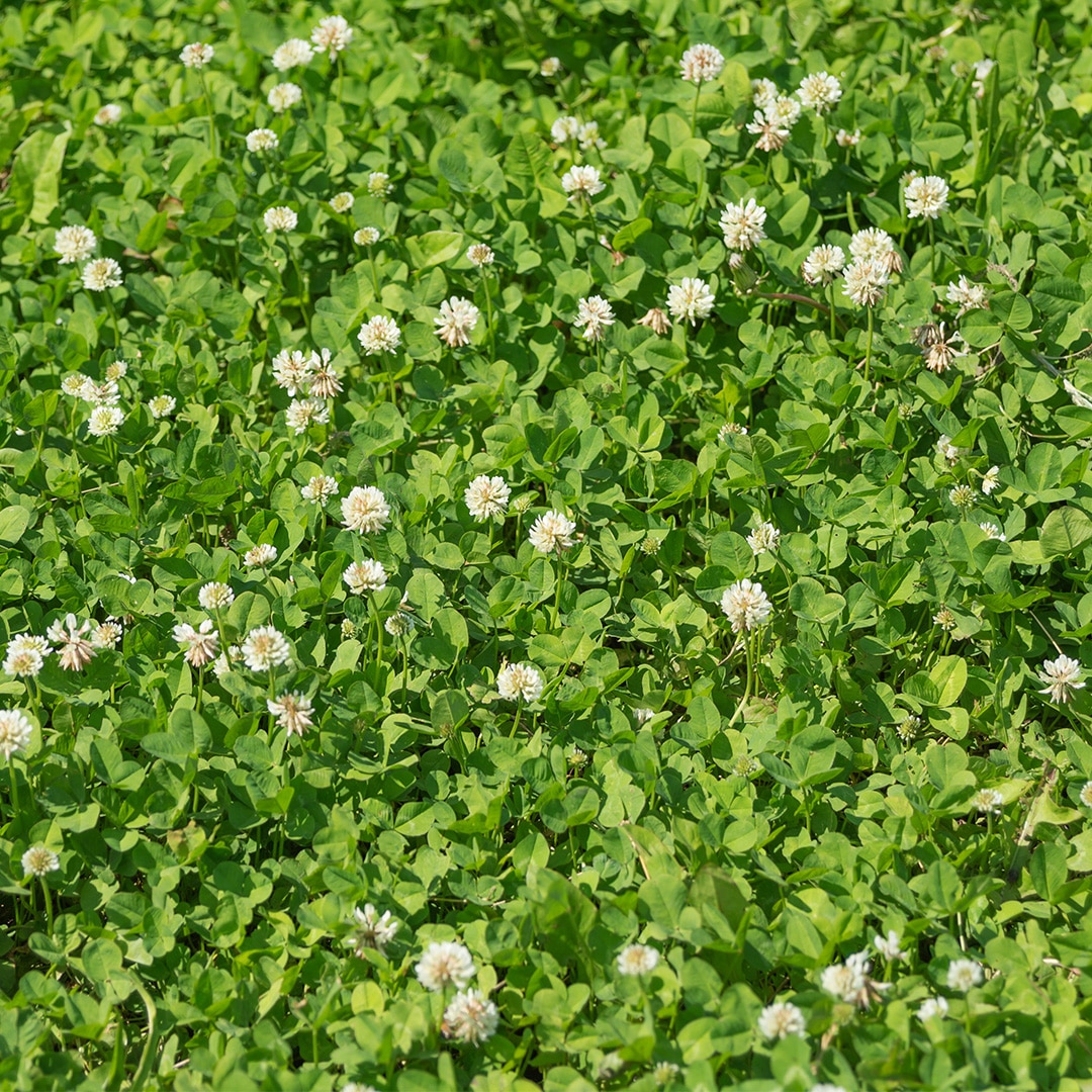 Weeds That Look Like Clover