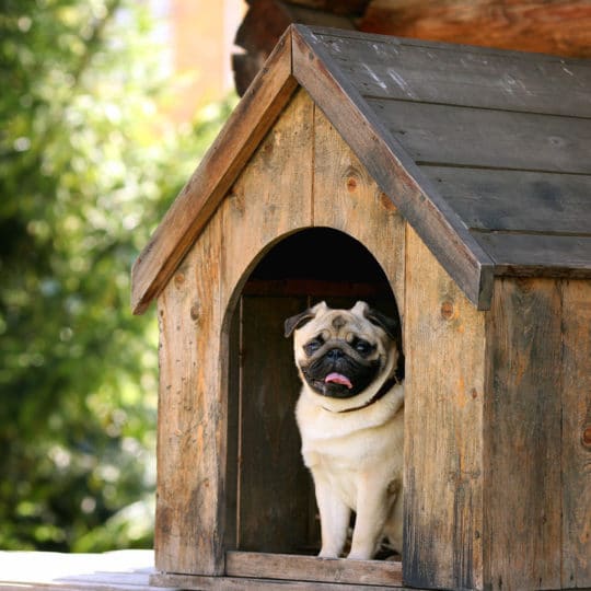 doghouse