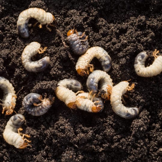 Identify and Control White Grubs