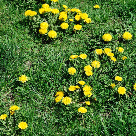 weeds-in-lawn