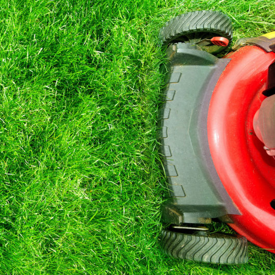 Stop Mowing the Lawn