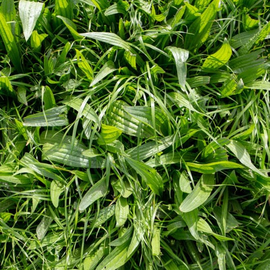 Difference between broadleaf and grassy weeds