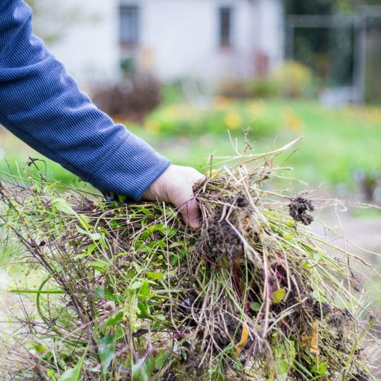 Natural Weed Control Methods