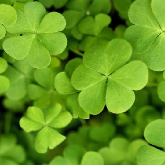 Oxalis: Food or Weed