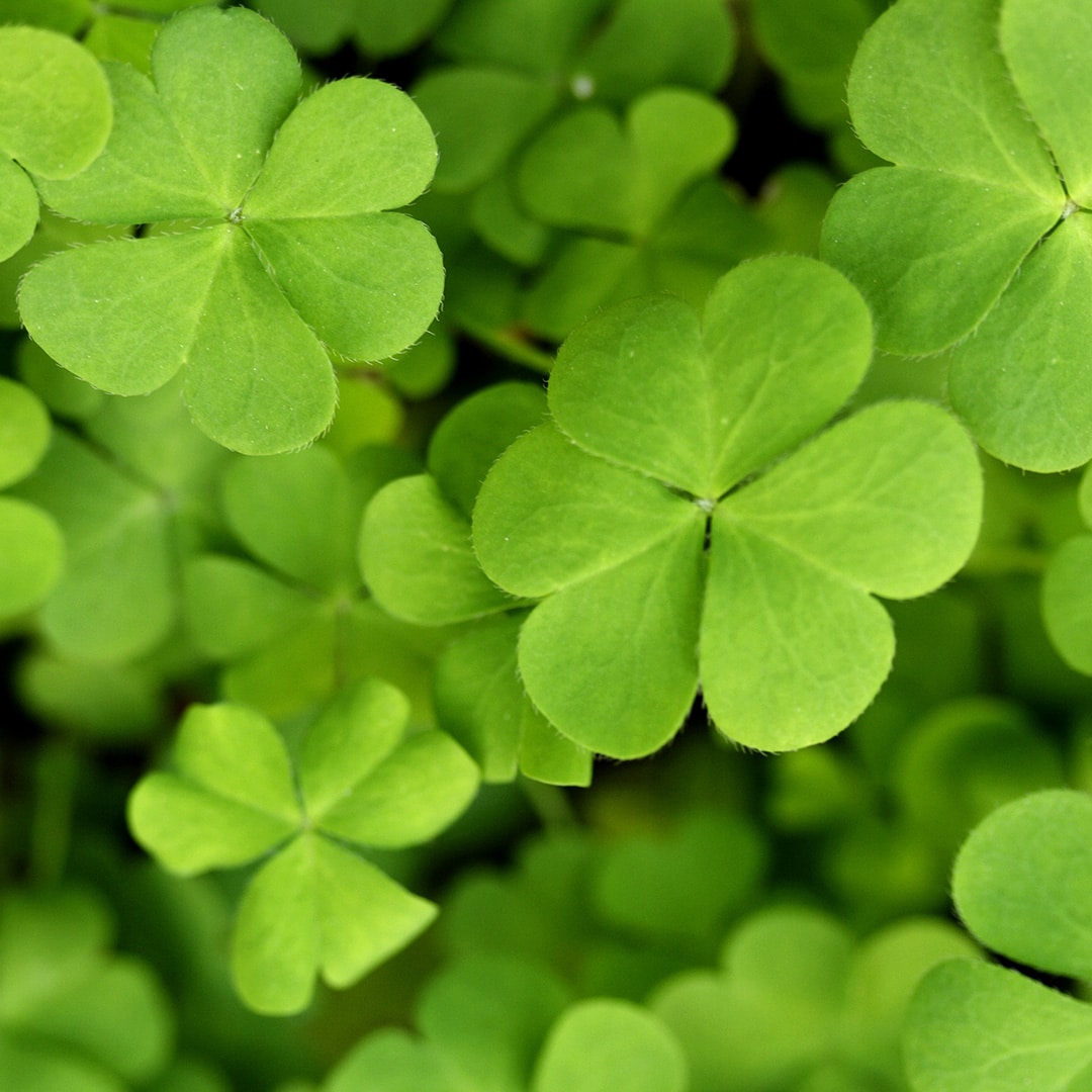 Oxalis Food Or Weed Cardinal Lawns Oxalis Food Or Weed Cardinal Lawns