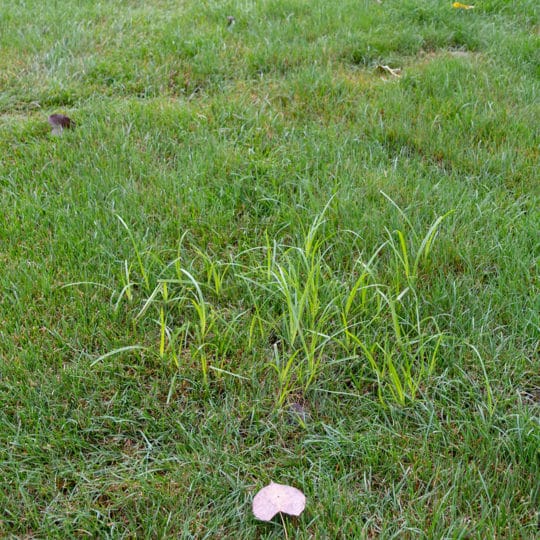 Nutsedge in the Lawn