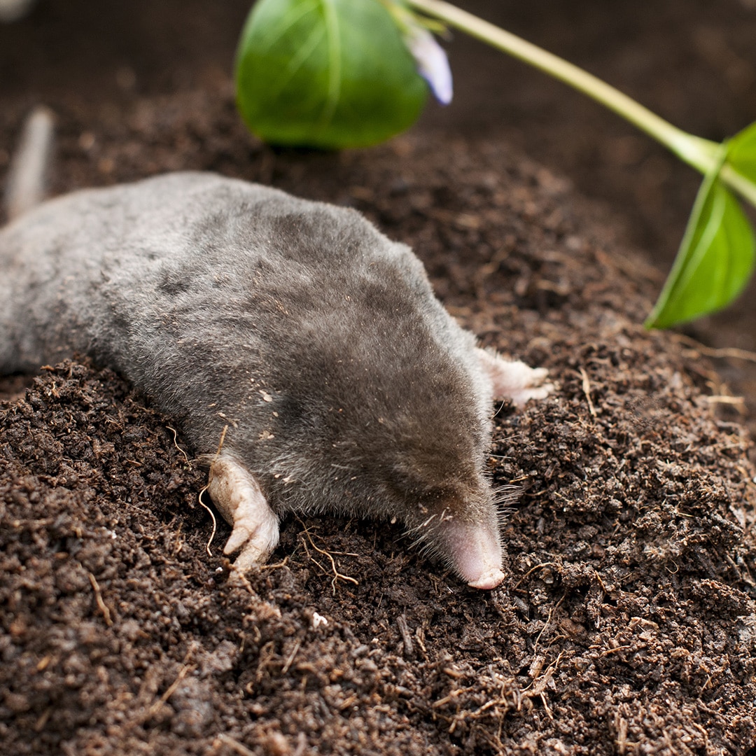 Get rid of moles ruining your lawn - a step by step guide