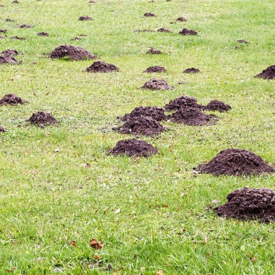 Best Time for Mole Control