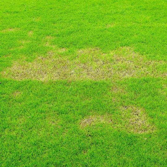 New Lawn Rust Problems