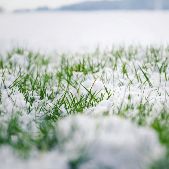 The Proper Winter Lawn Fertilizer