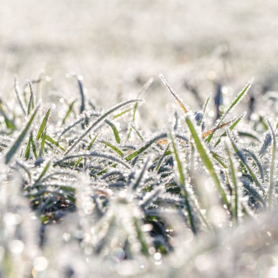 Fertilizing in the Winter