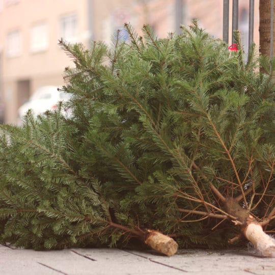 Christmas Tree Removal