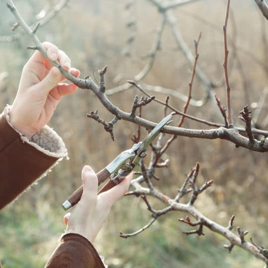 Tree pruning