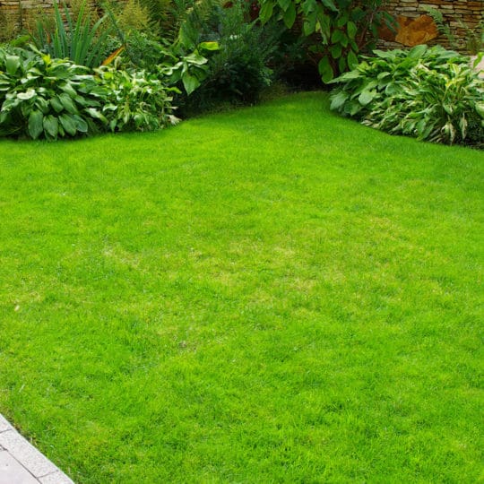 lawn