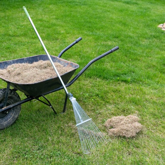 dethatching lawn with a rake