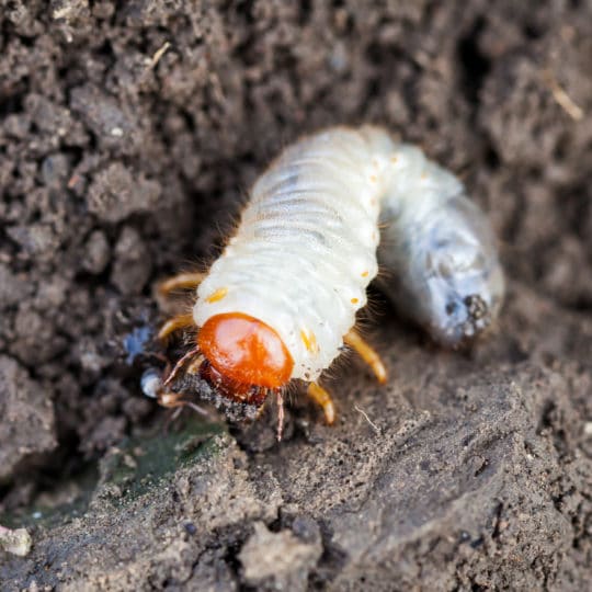 lawn pest grub