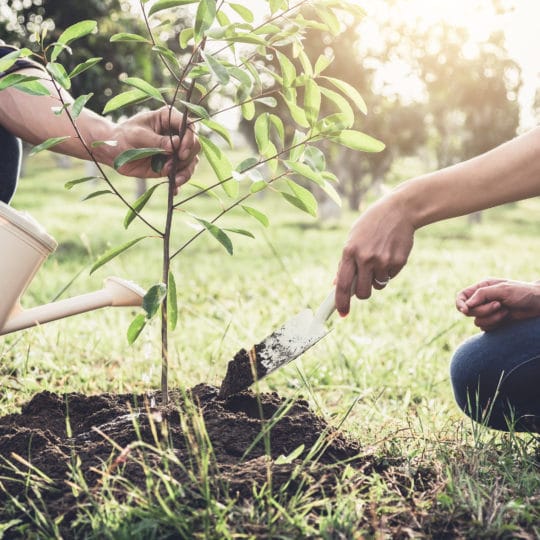 planting tree