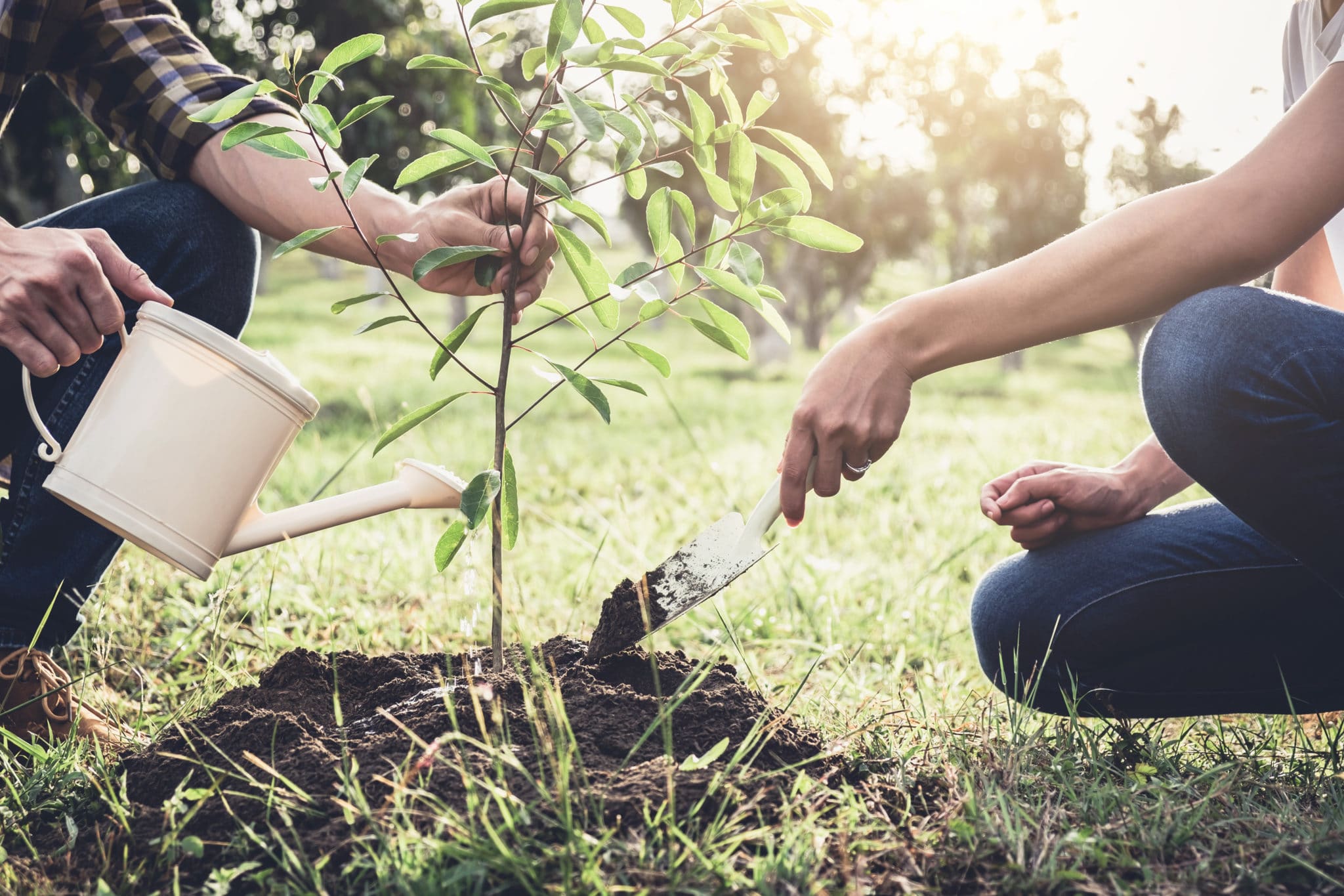 Planting New Trees Cardinal Lawns planting-new-trees-cardinal-lawns
