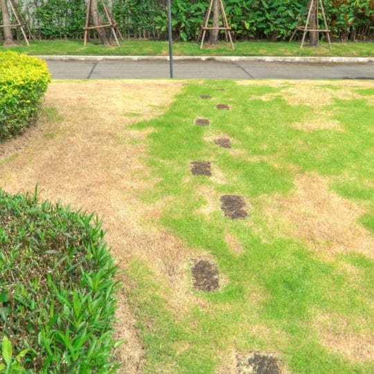 lawn disease