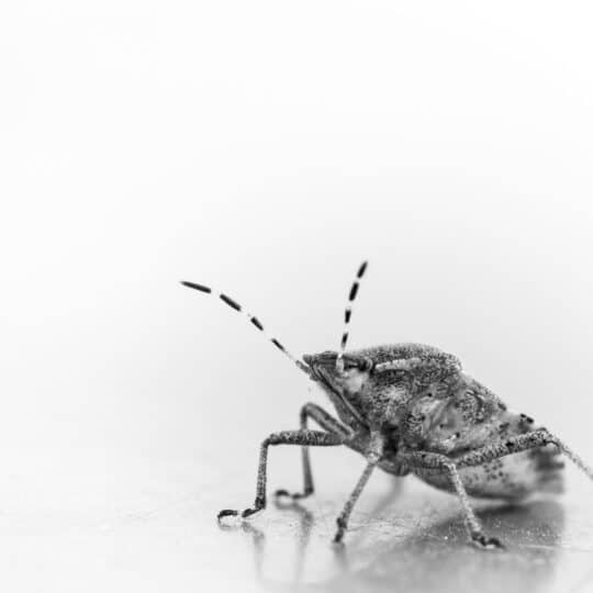 Natural Pest Control Solutions