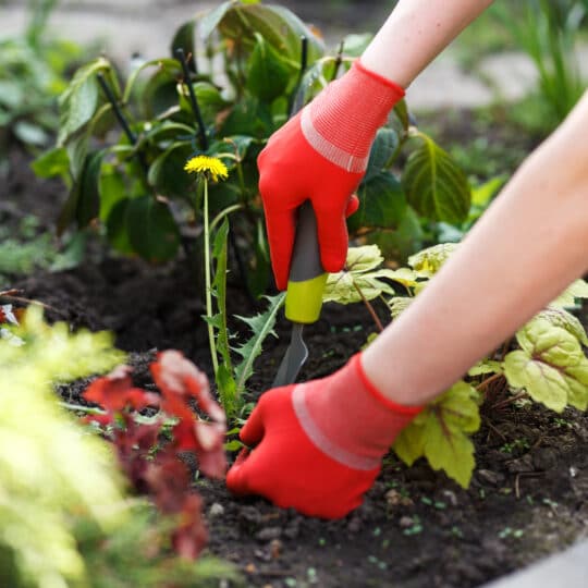 Natural Weed Control