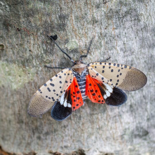 spotted lantern fly