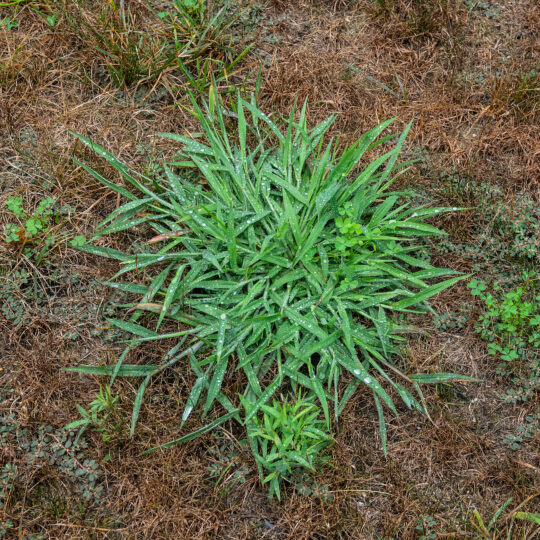 Grass Weeds - Control of Grass Weeds.