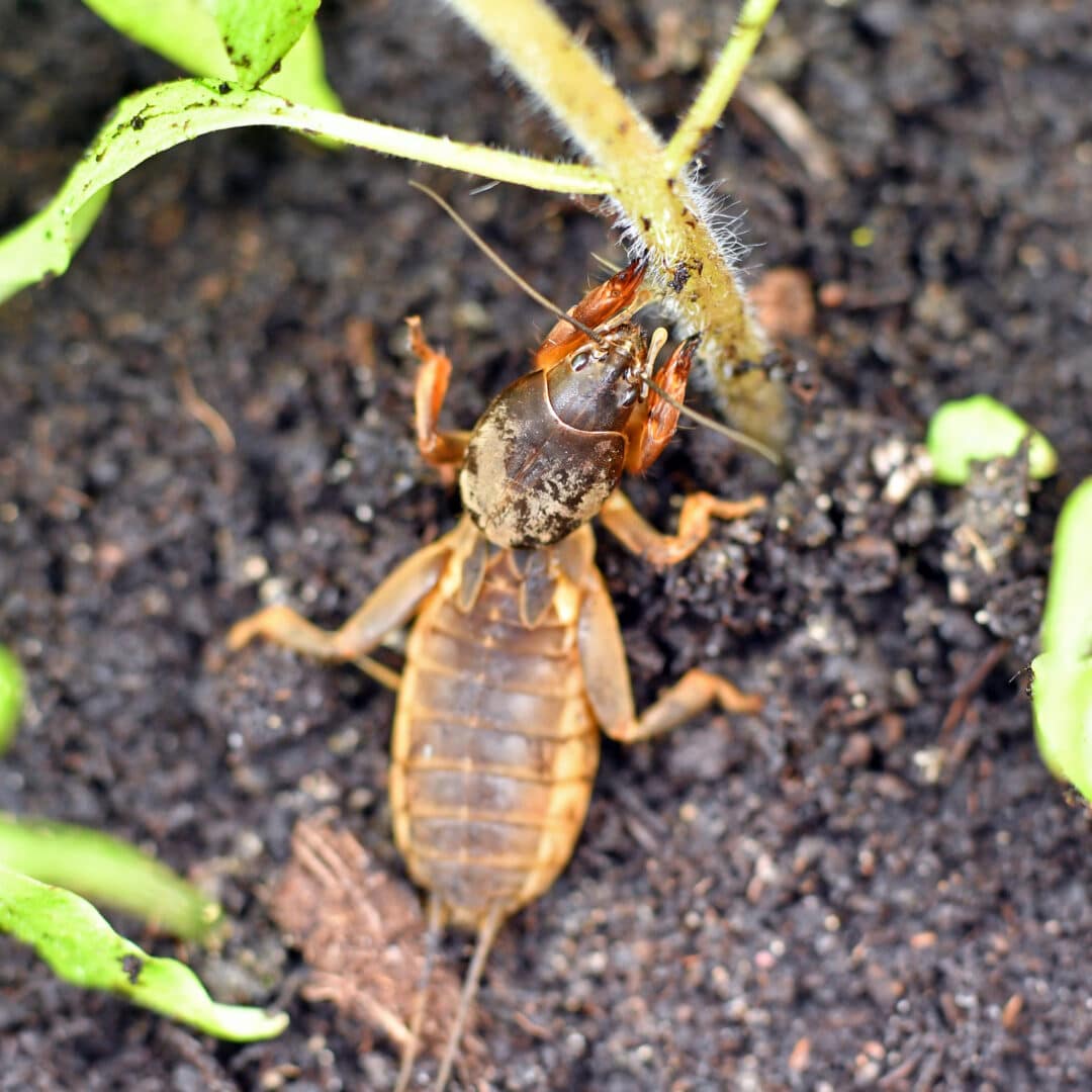 Controlling Mole Crickets Cardinal Lawns controlling-mole-crickets-cardinal-lawns