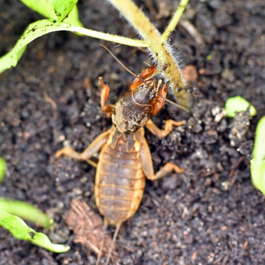 Controlling Mole Crickets