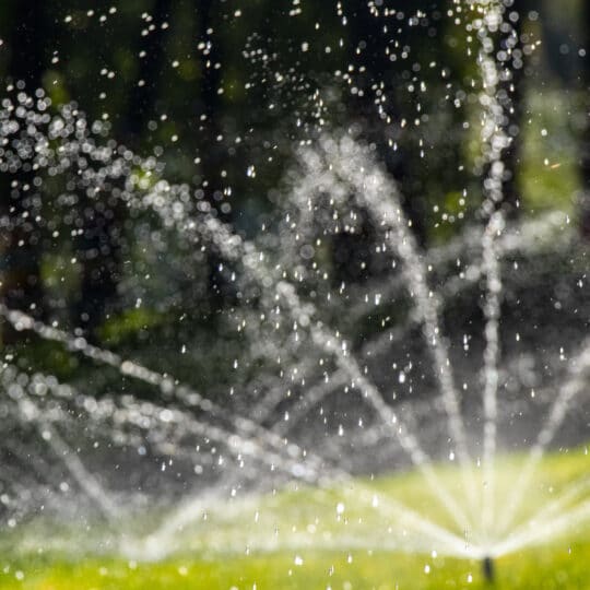 Summer Lawn Watering Tips