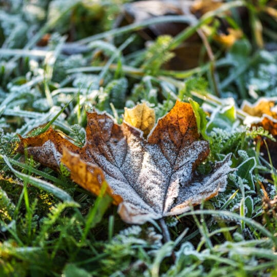 Fall Lawn Weeds